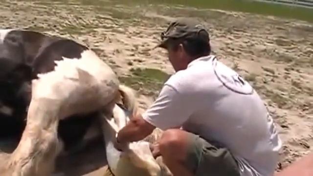 лошадь рожает