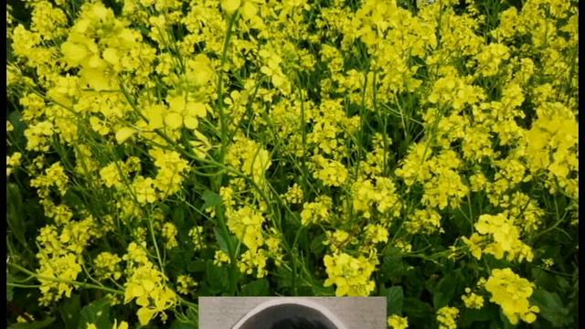 Одноклассникам 10 "Б", СШ № 1, Выпуска 1966 года безвременно ушедшим посвящается смотреть онлайн