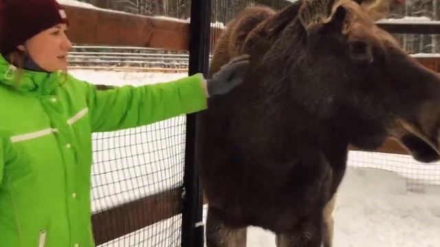 Чем питаются животные на биостанции смотреть онлайн