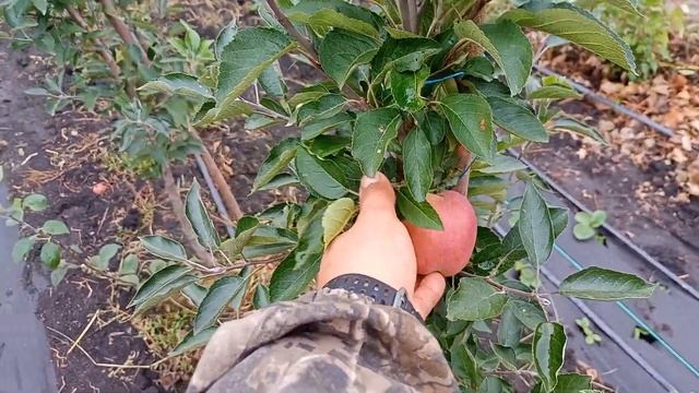 #Сад мечты! Выпуск #2. Яблоня лигол , чемпион, рождественское и другие в средней полосе. смотреть онлайн