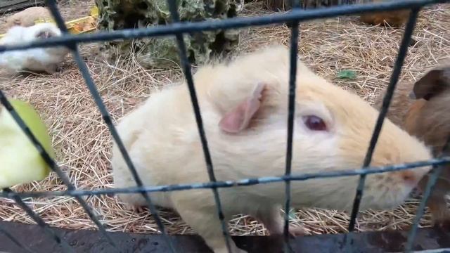 Парк львов крым 2019