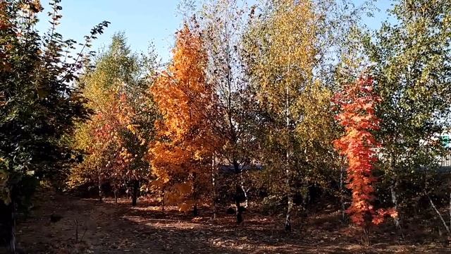 19 октября-ФОМИН ДЕНЬ/Чтобы ДЕНЬГИ водились/Что НЕЛЬЗЯ делать/Приметы смотреть онлайн