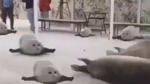 Тюлени прыгают прикол