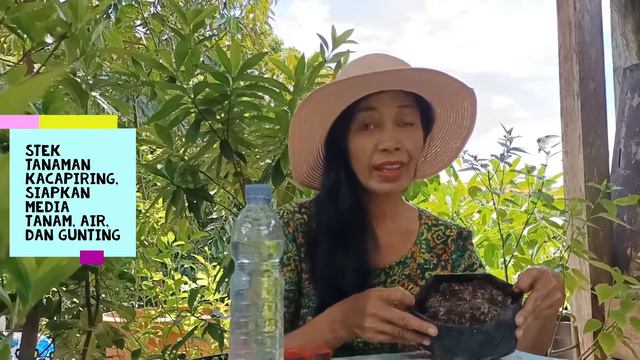 Menanam Bunga Kacapiring | Gardenia Jasminoides |