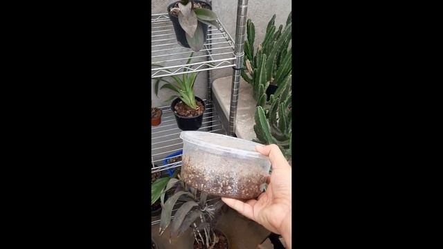 Reproduciendo suculentas / germinando echeveria laui смотреть онлайн