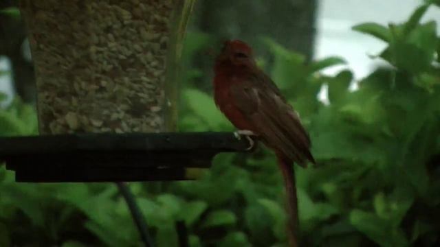 Northern Cardinal in Lightning Storm FYV смотреть онлайн