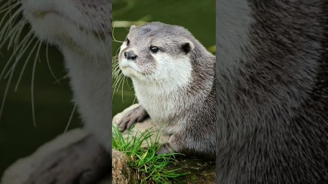 5 интересных фактов о выдре смотреть онлайн