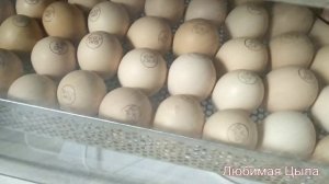 От закладки до наклёва в инкубаторе OVO-156. Для идеального вывода цыплят - лимонная вода.