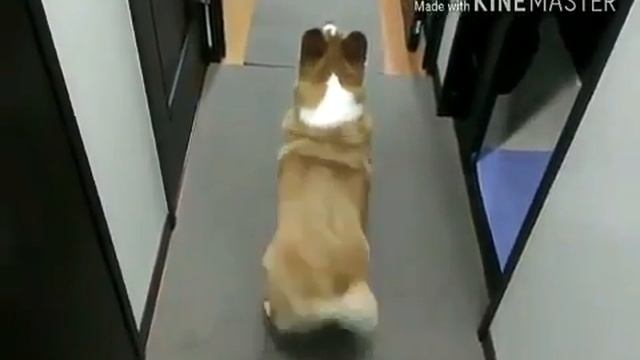 Приколы Пранк танец живота смотреть онлайн