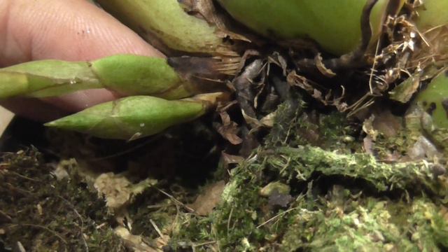 Ликаста: развитие бутона