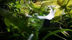 ЛИМОННИК АКВАРИУМНЫЙ. СОВЕТЫ ПО СОДЕРЖАНИЮ