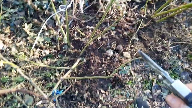 Часть 3. Весенняя обрезка мускусных гибридов, сорта Балерина и Робин Гуд. смотреть онлайн