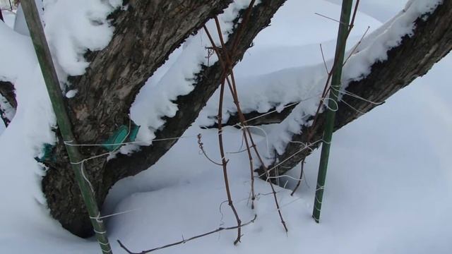 Эксперимент с виноградом Альфа смотреть онлайн
