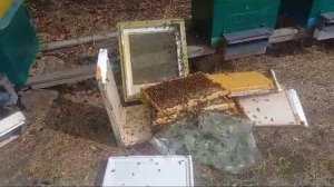 ЧП на пасеке, о сезоне 2023