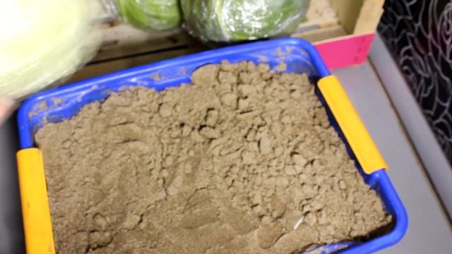 Всю зиму капуста будет свежей! Как сохранить капусту до лета. Секреты. смотреть онлайн