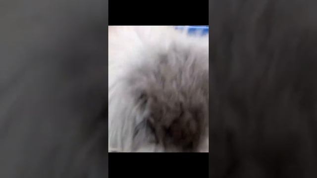 Кролик ангорский баран смотреть онлайн