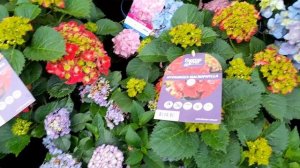 Коллекционные ремонтантные крупнолистные гортензии,  снова о них.