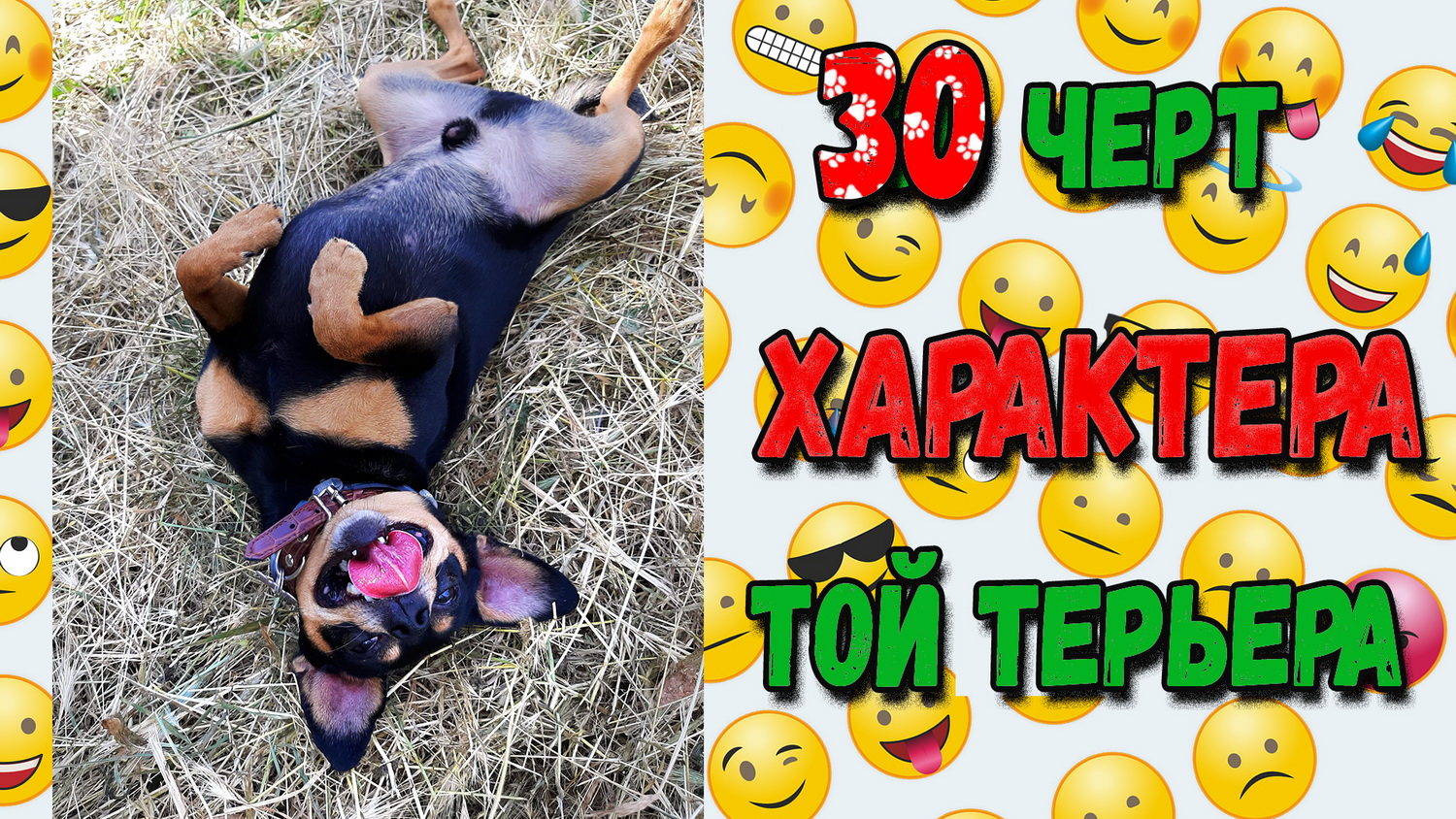 30 черт характера русского тоя или особенности породы смотреть онлайн