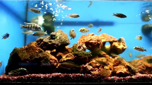 Зоомагазин Petland в Канаде. 2 часть смотреть онлайн