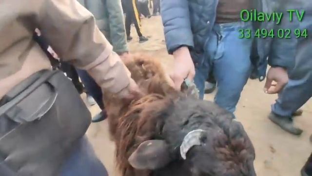 хазарасп ку́й ку́чкор нархлари 03 04 2022 смотреть онлайн