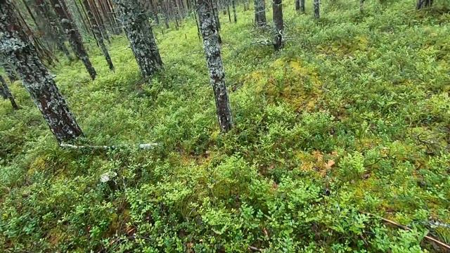 Тихая охота. Белые грибы Карелии. #ТихаяОхота #БелыеГрибы #Сегозеро #ОтдыхКарелия #РыболовныйГид