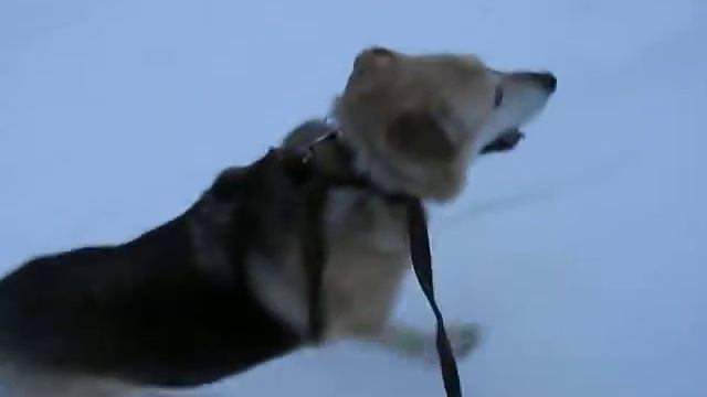 Листик идет домой 03 02 18 смотреть онлайн