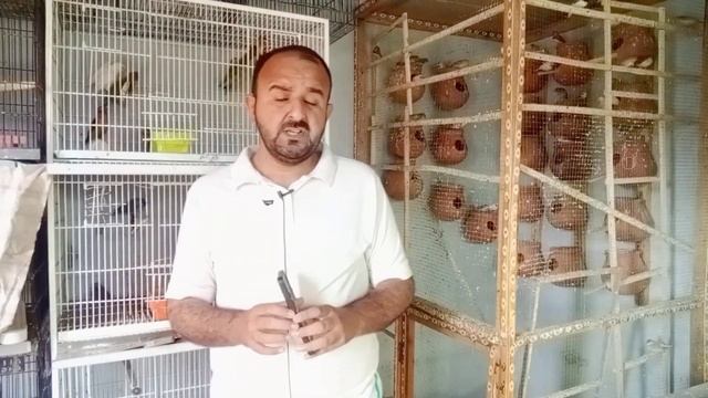 Java Sparrow Summer Soft Food | Best Food For Java Finch | Java Breeding Season | Mini Zoo смотреть онлайн