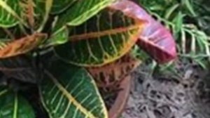 Кому Кротон принесёт неприятности? Приметы и суеверия о Кротоне.