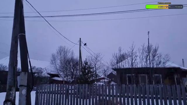 Гоша на свободном выгуле. Общаемся и отвечаю на вопросы.