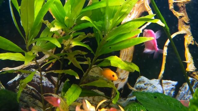 Теренция "карамелька". Метает икру в общем аквариуме. смотреть онлайн