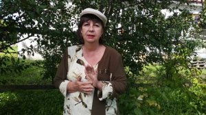 Почему сливы червивые?Сливовая плодожорка-как бороться?