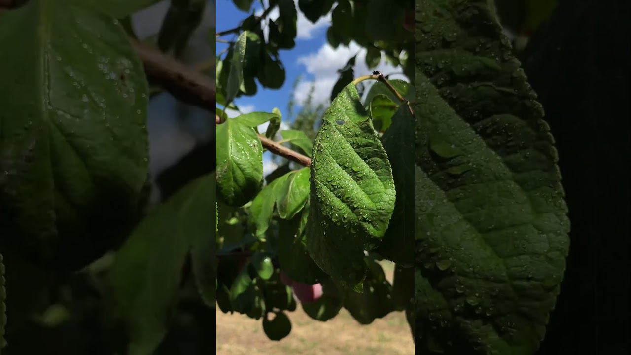 Опрыскиватель бензиновый WB: 31423301 #сад # #садогороддача #дача смотреть онлайн