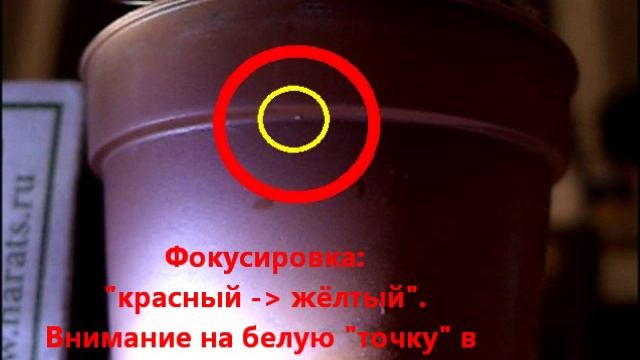 Паутинный Клещ. Передвижение клеща. смотреть онлайн