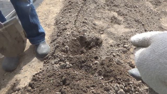 Посадка картофеля с дегтем. Предпосевная обработка клубней Что положить в лунку при посадке картошк смотреть онлайн