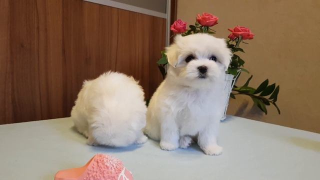 www.malteseclub.ru - МАЛЬТЕЗЕ щенки рожд.20.08.2019 года -Элкейтс Шоу ШАМАНИ и ШЕКСПИР смотреть онлайн