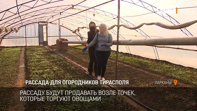 Рассада для огородников Тирасполя смотреть онлайн