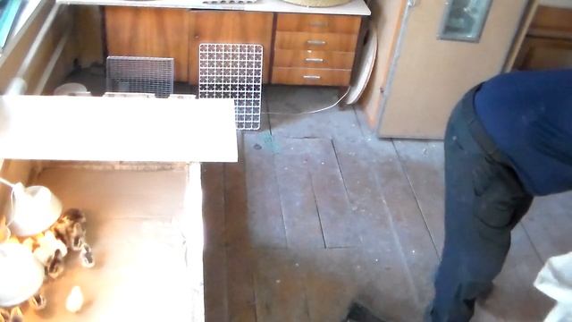 Вывод Барковской борвистой и Леггорна 28.09.21 смотреть онлайн