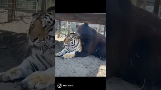 лев 🦁 медведь аднак места клл смотреть онлайн