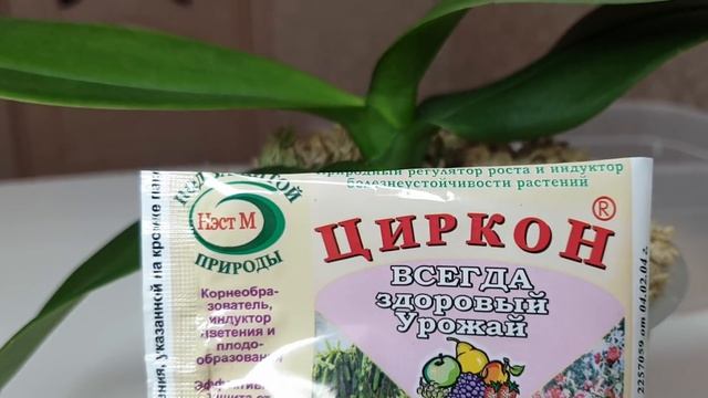 После такого ☝ полива КОРНИ ОРХИДЕИ РАСТУТ и растут // Быстро НАРАСТИТЬ КОРНИ орхидеи смотреть онлайн