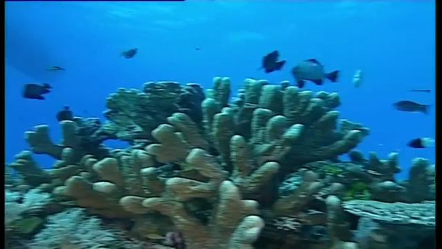 Diving with Moray Eels смотреть онлайн
