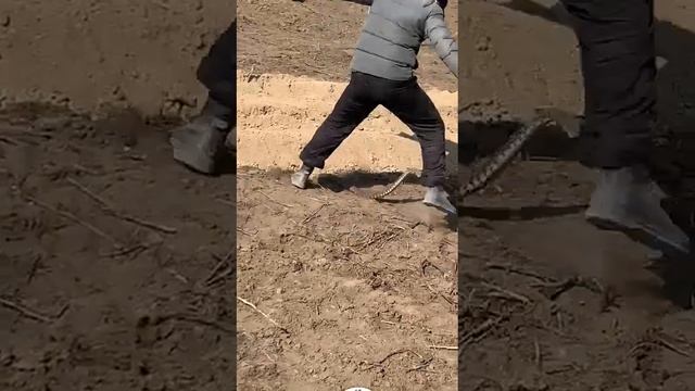 Ядовитые змеи в Дагестане смотреть онлайн