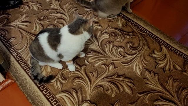 Кастиил чистил зубы