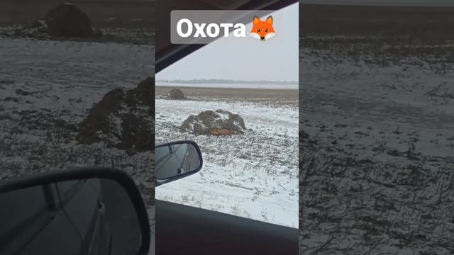 ?#ЛИС В БЕЛОРУССИИ НА ОХОТЕ ? #топ #животные #интересное смотреть онлайн