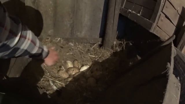 Немного новостей // Рассада, мускусные утки, куры и коровы. смотреть онлайн