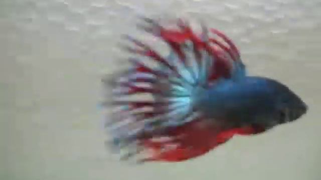 Indonesia Steel Red Combination Crowntail - SOLD смотреть онлайн