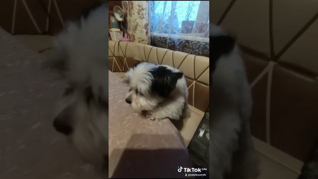 бивер#собака#бивеойорк#йоркомания