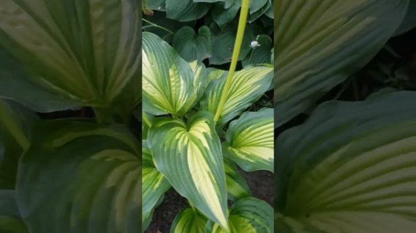 ХОСТА ФЕСТ ЛАВ #хосты #хоста #хостомания #коллекцияхост #новинкихост