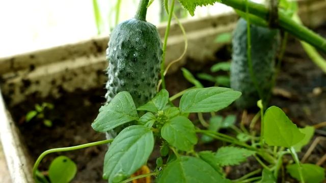Полил огурцы этим и за ночь наросло 50 вёдер огурцов! Будете столько же собирать! смотреть онлайн