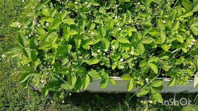 Дача после ливня 15.06.2024