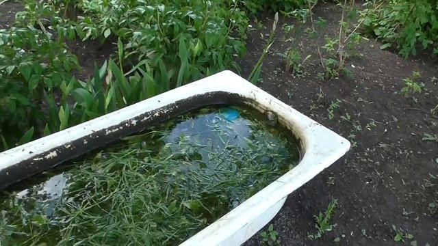 Травяной Настой для полива овощных культур смотреть онлайн